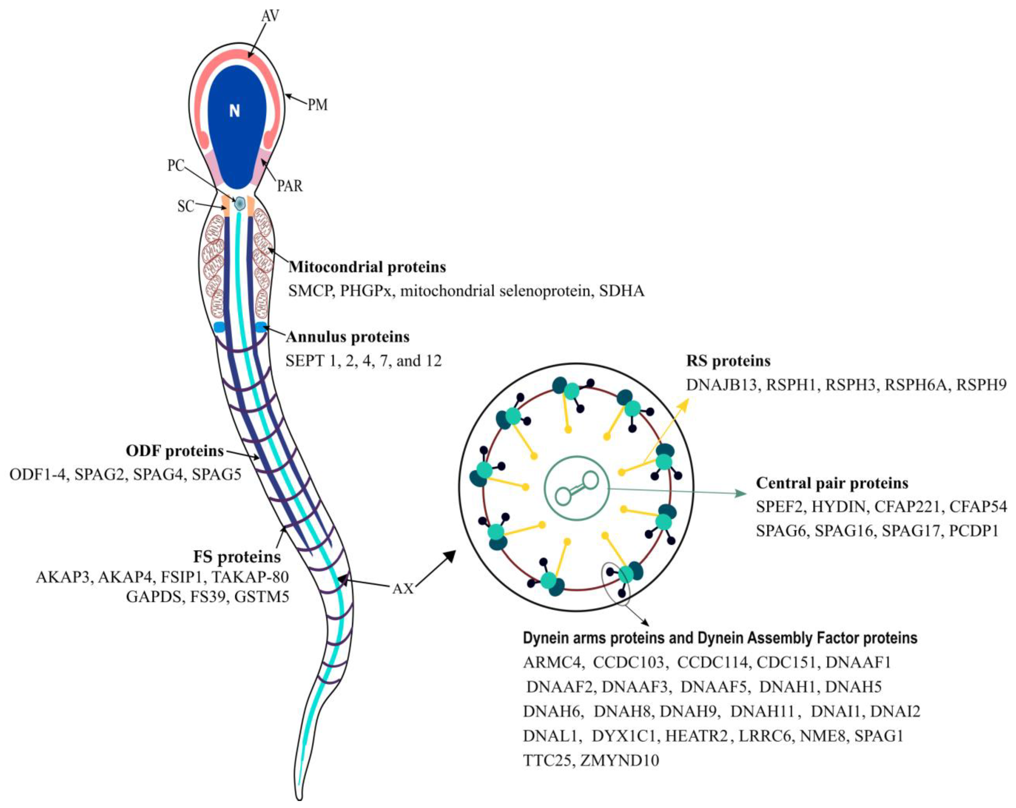 amanda deckert recommends mature sperm facial pic