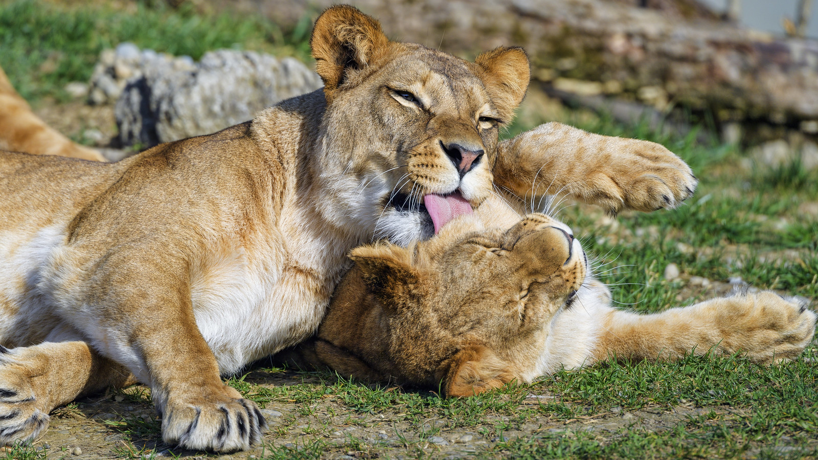 brittney davison share mother daughter licking photos