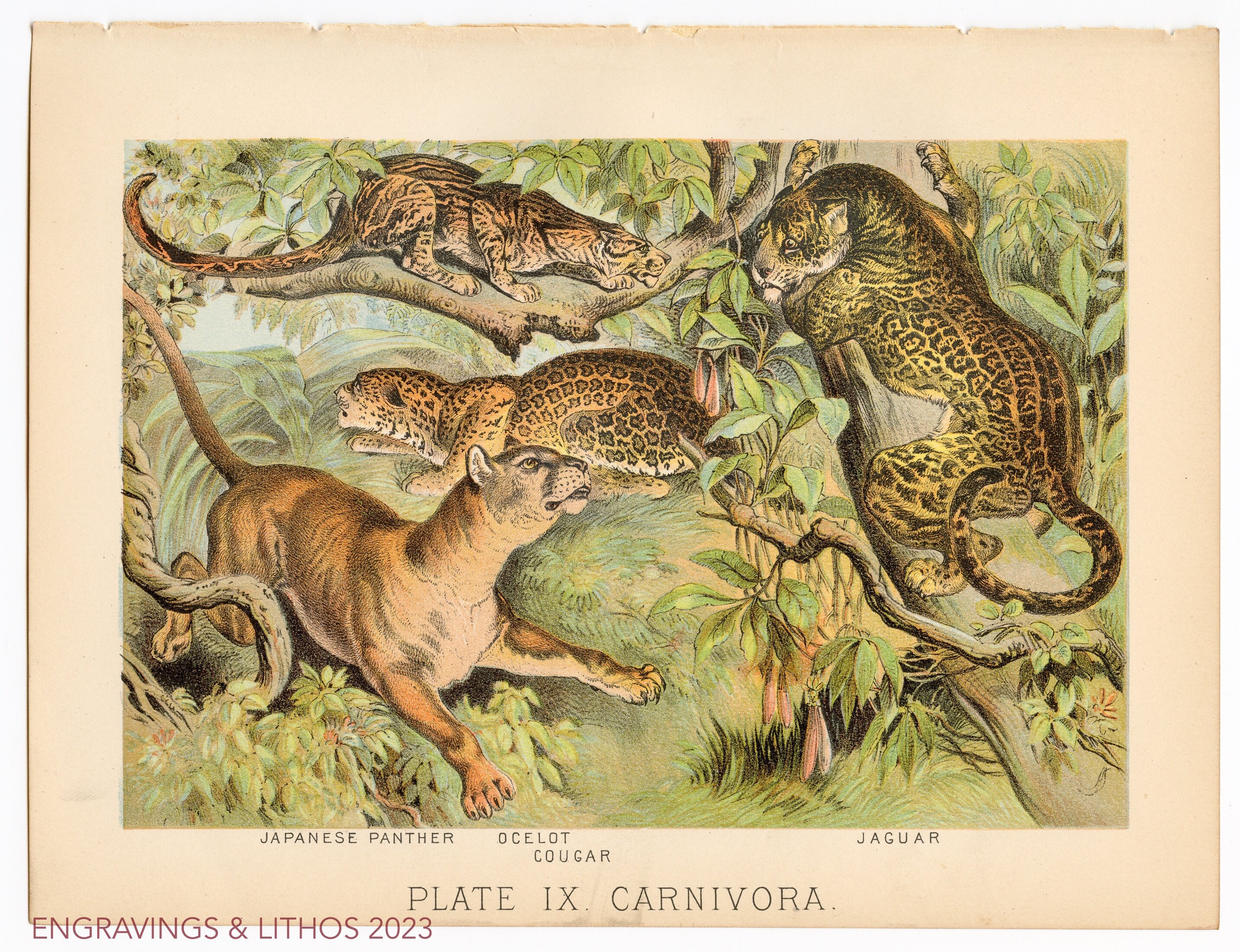 abo abed recommends japan cougar pic