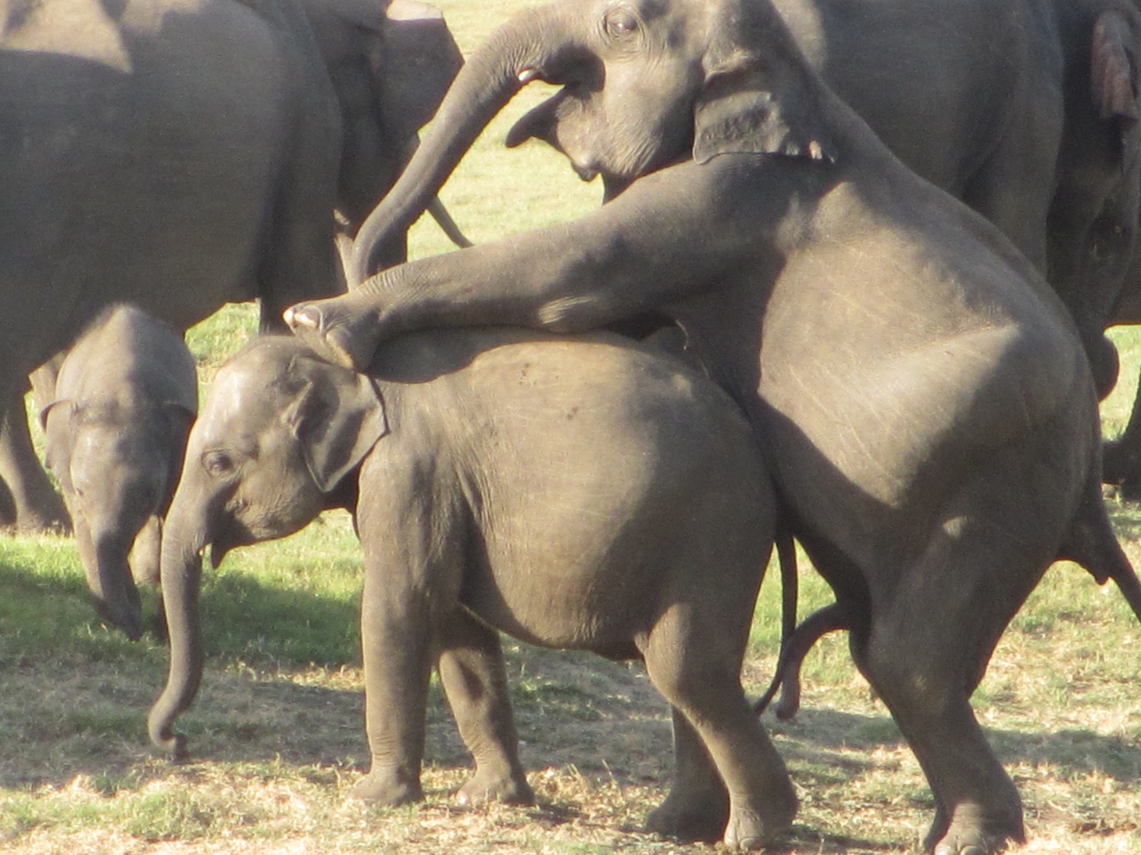 bhabison rai recommends elephant pornography pic