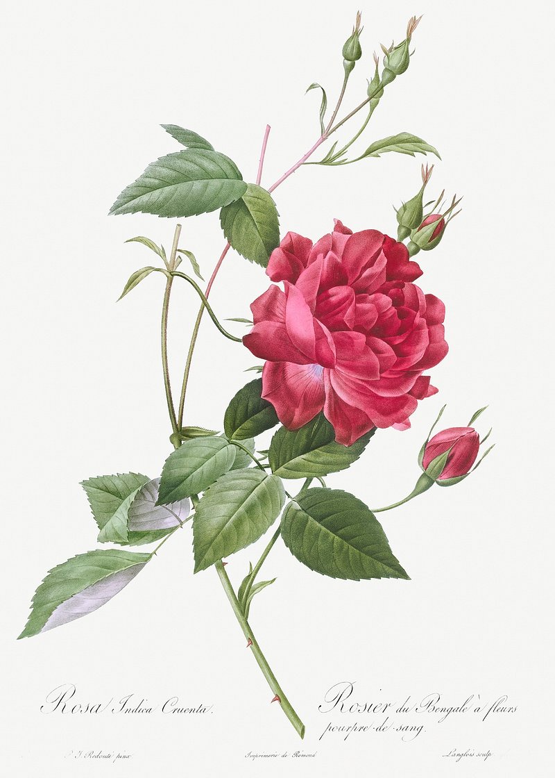 andrew eley recommends indica flower lesbian pic