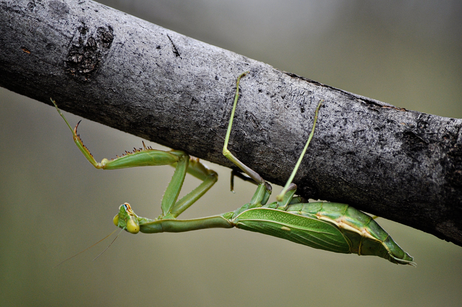 purgatoryx praying mantis - allecakes porn horny lesbian teenagers