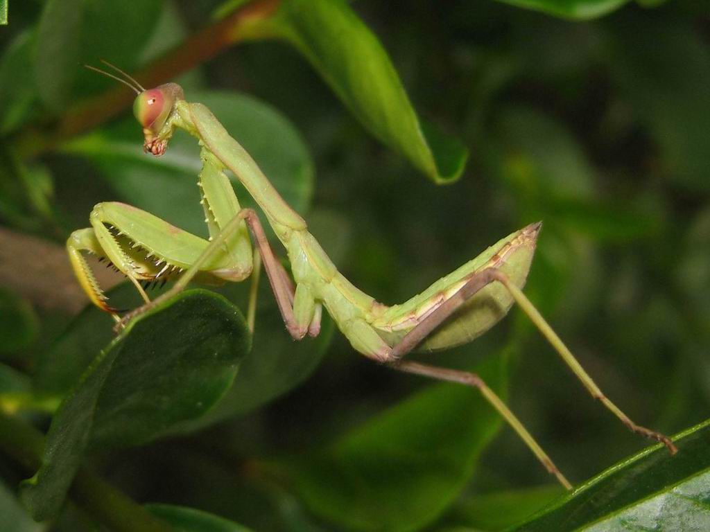 purgatoryx praying mantis - natural tits exposed japanese family game show porn