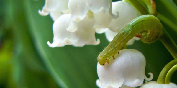 aleksandar solarov like lovely lilyd photo caroline ruegg recommends lovely lilyd pic
