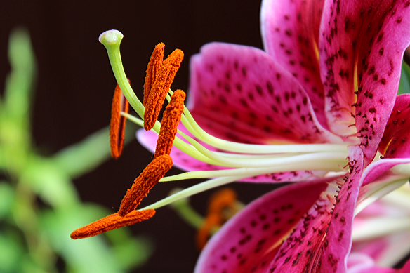 alex secrest like lovely lilyd photo desirae daniel recommends lovely lilyd pic
