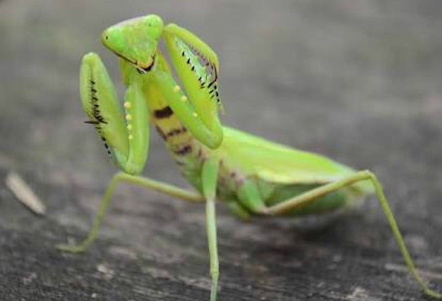 purgatoryx praying mantis - puffy nipple solo jav deep throat