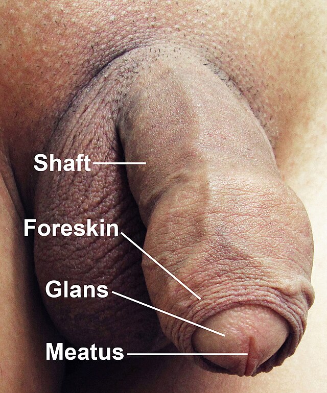 armen davoodian recommends Guys Compare Penises