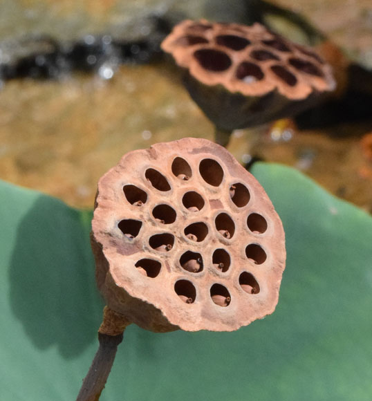 trypophobia porn