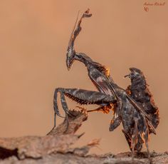 purgatoryx praying mantis - secretary swallow karol g titties