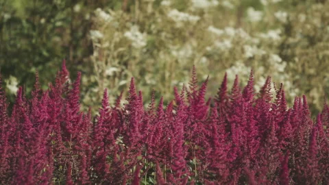 cory dawe recommends amoranth videos pic