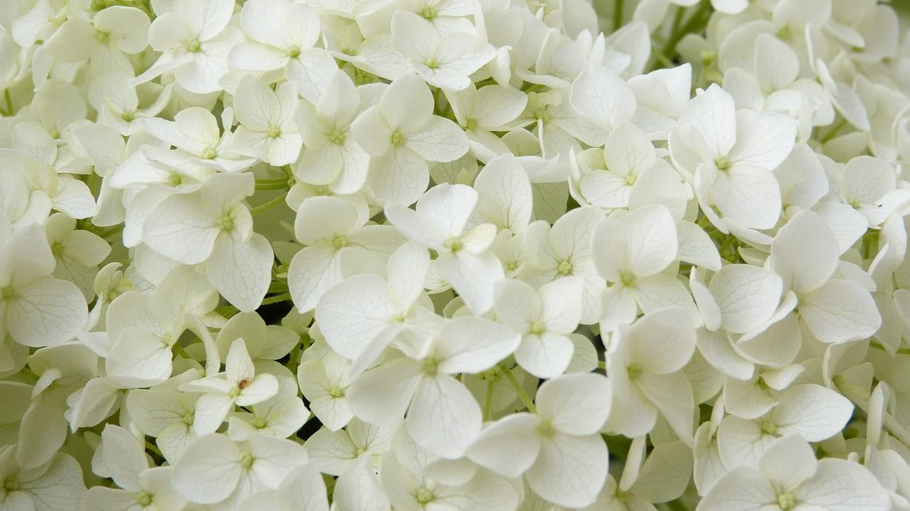 chris ginley add photo annabelle flowrrs