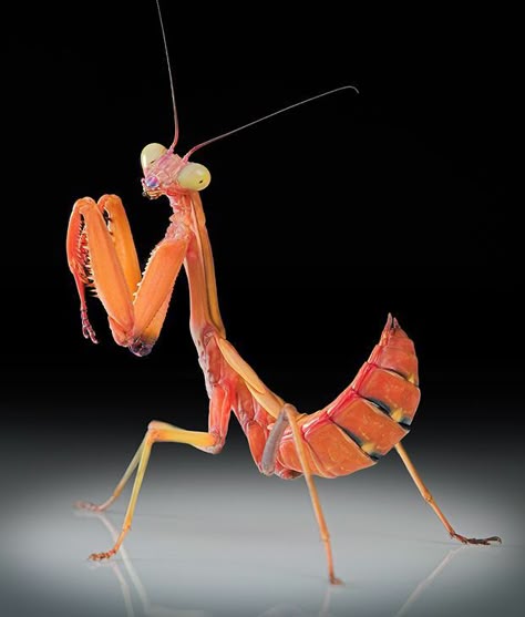 purgatoryx praying mantis - native nude selfie one piece heintai