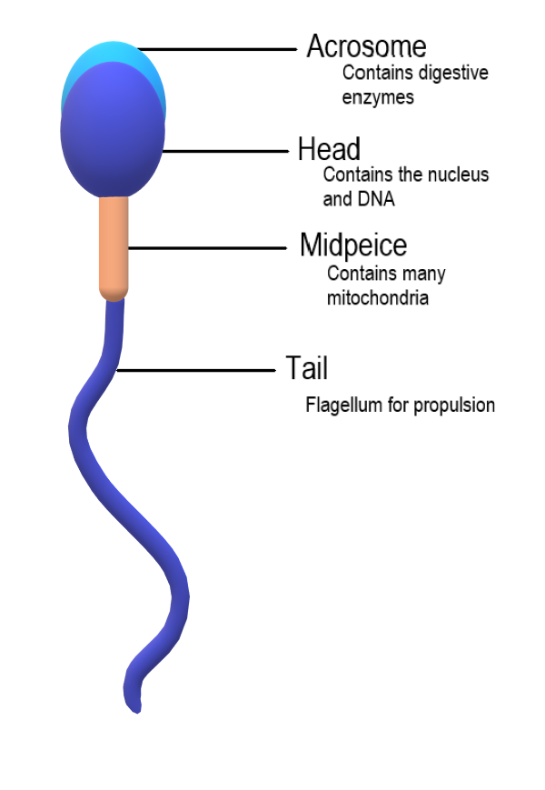 chas kelly recommends Mature Sperm Facial