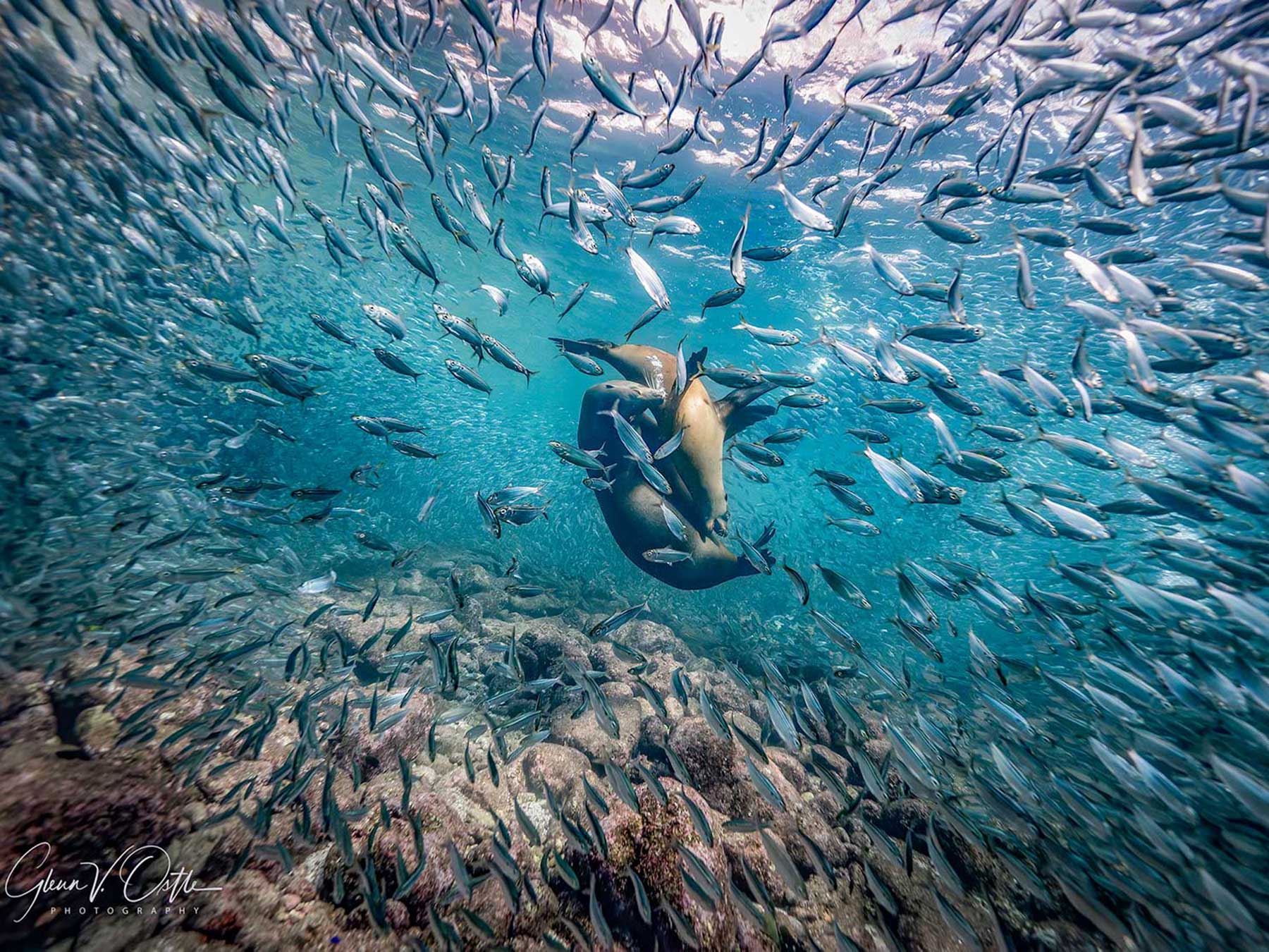 darren fanning share dreamy bull fishing video photos