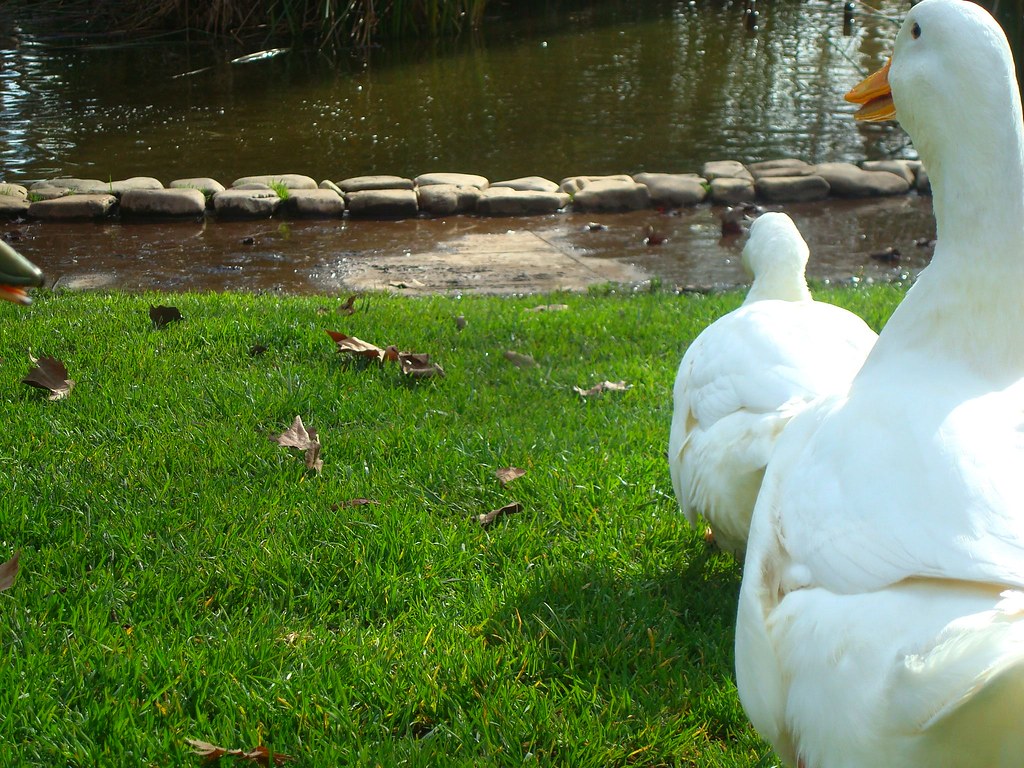 catherine vaughan recommends duck porn pic