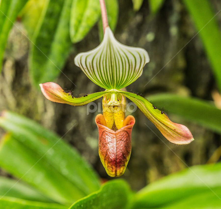 Best of Flower porn