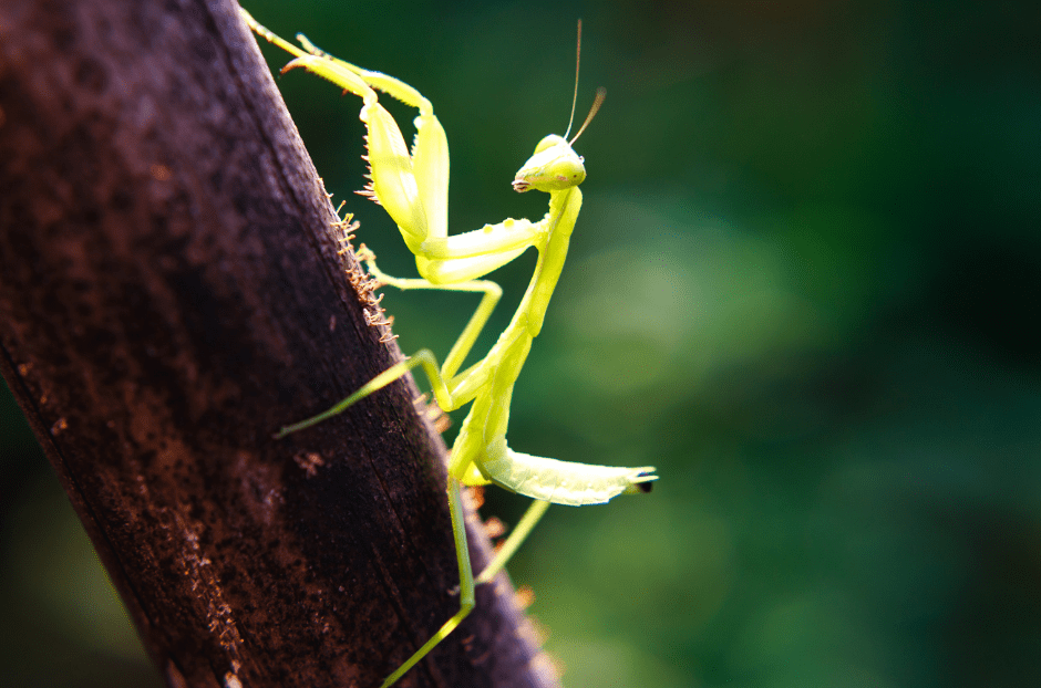 purgatoryx praying mantis - mature anul porn teens that swallow