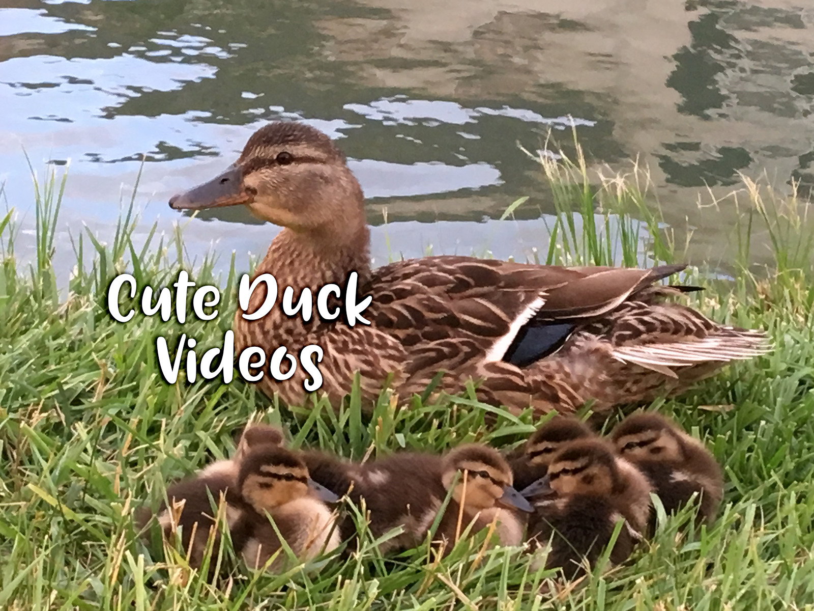 Best of Duck porn