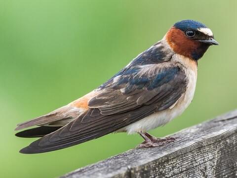 Mature Swallows patrick baur