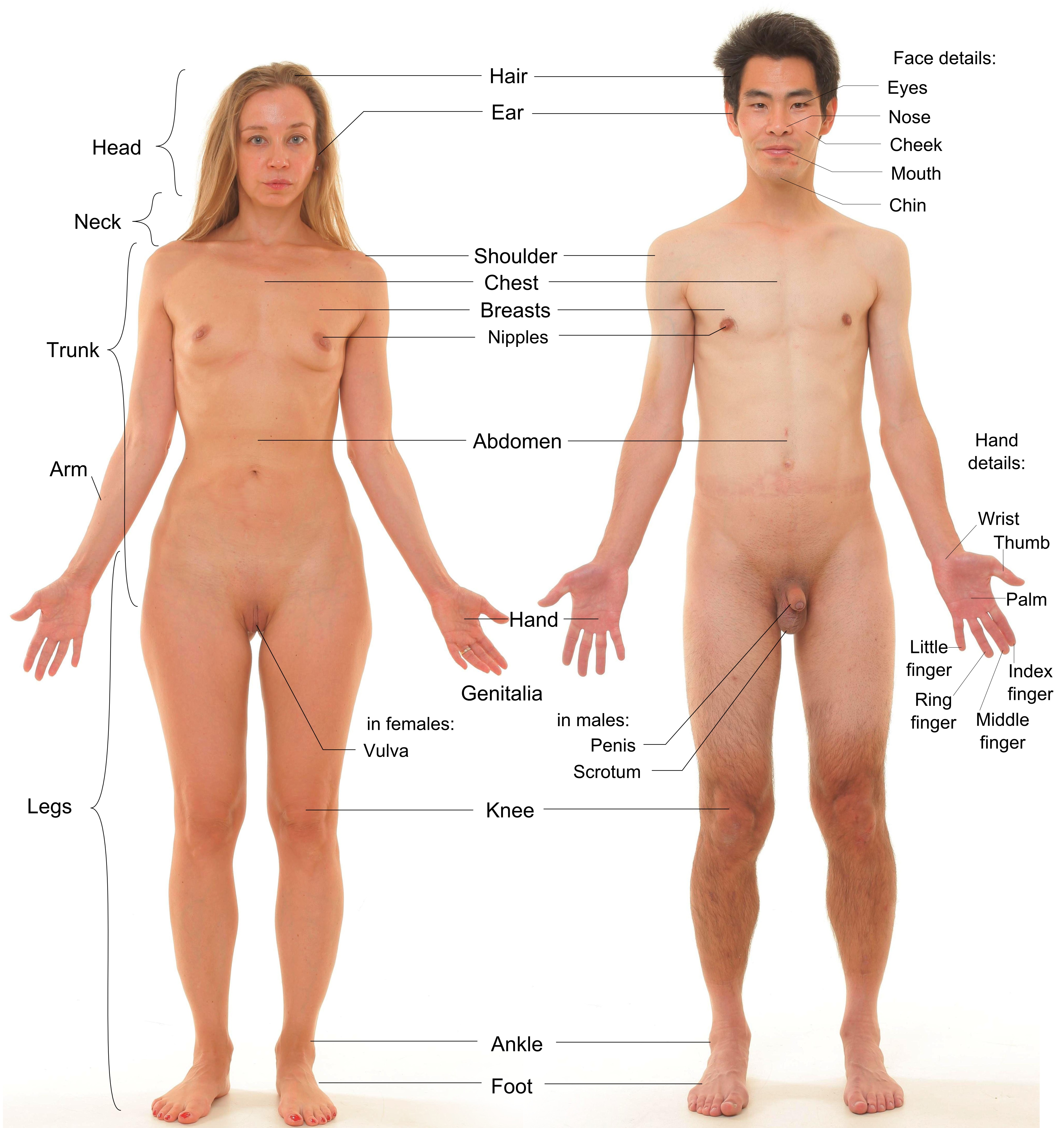 men pillow hump dori ponce recommends nude females and males pic