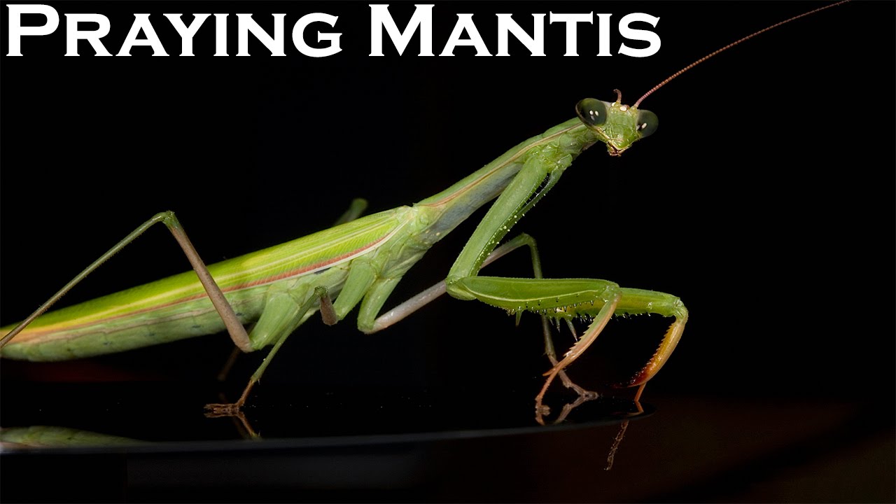 purgatoryx praying mantis - pictures of nude people stepdads bbc