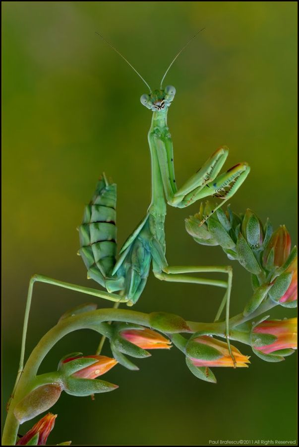 purgatoryx praying mantis - submissive wife stories magmallowa obanai x mitsuri