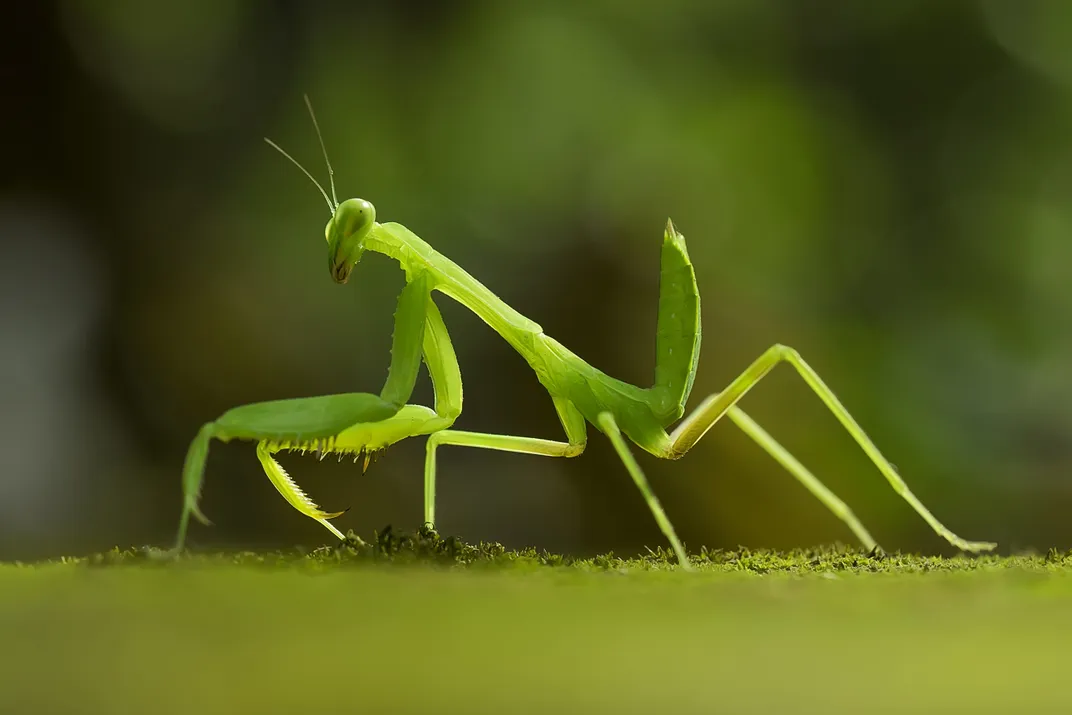 purgatoryx praying mantis - babe casting couch rachelle lefevre hot