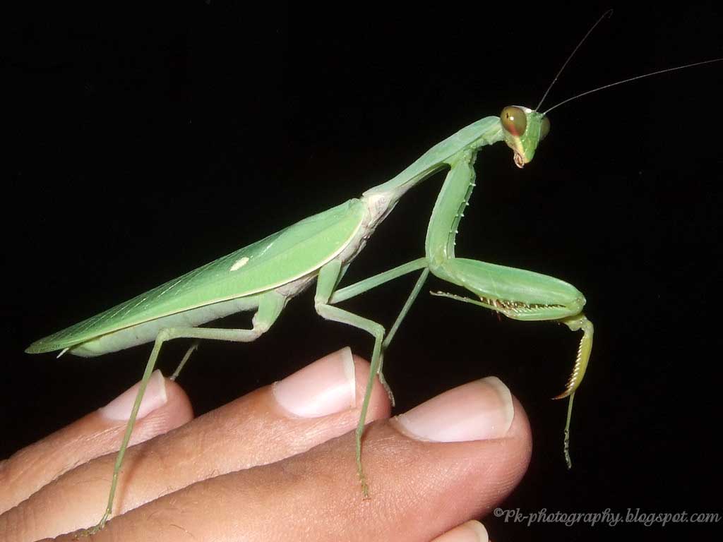 purgatoryx praying mantis - yanik anal milf and cars
