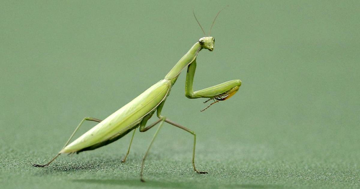 purgatoryx praying mantis - human toilet asian tunderose cam