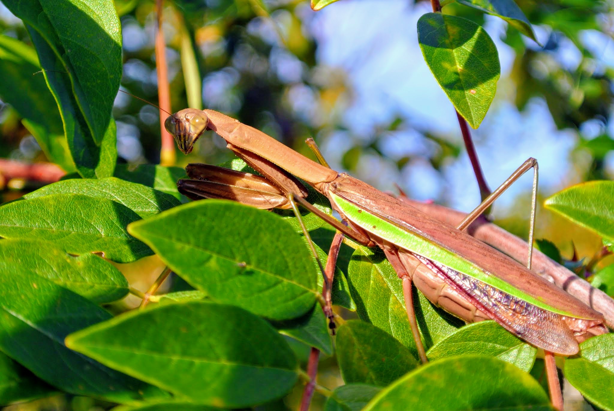 purgatoryx praying mantis - i dream of mimi nude redhead slut