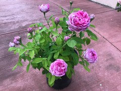 dave czajka share rose lareine photos